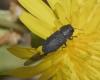 Anthaxia sepulchralis
